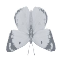 Moonlace moth — in-game inventory icon